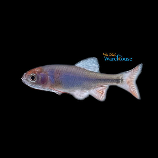 Rainbow Dace (Cyprinella lutrensis)