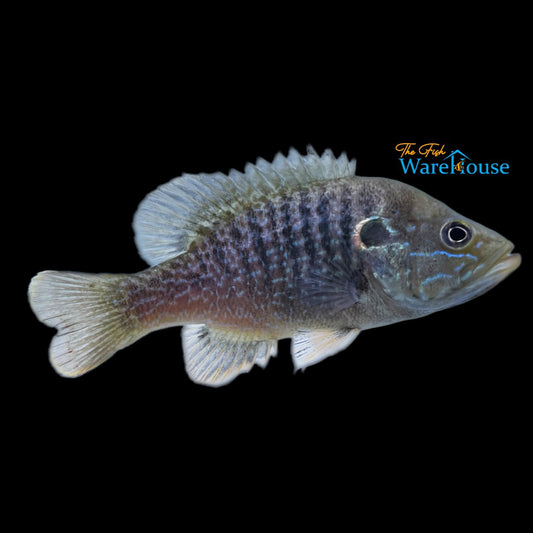 Green Sunfish (Lepomis cyanellus)