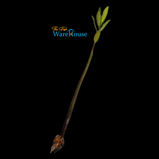 Red Mangrove Plant (Rhizophora mangle)