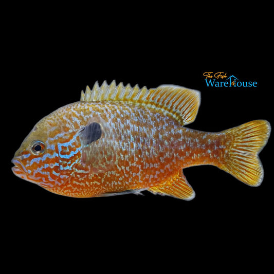 Longear Sunfish (Lepomis megalotis)