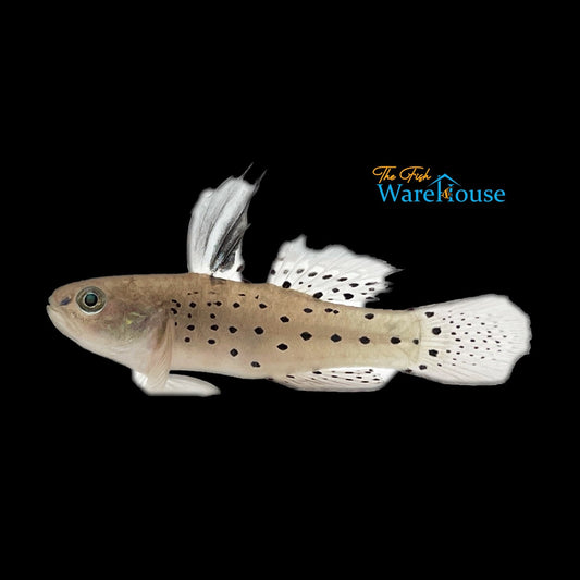 Knight Goby (Stigmatogobius sadanundio)