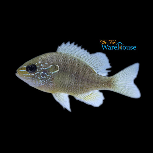 Dollar Sunfish (Lepomis marginatus)