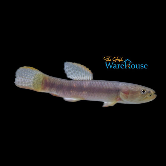 Rainbow Wolf Fish (Erythrinus erythrinus)