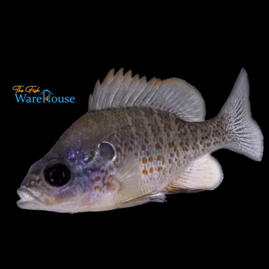 Orangespotted Sunfish (Lepomis humilis)