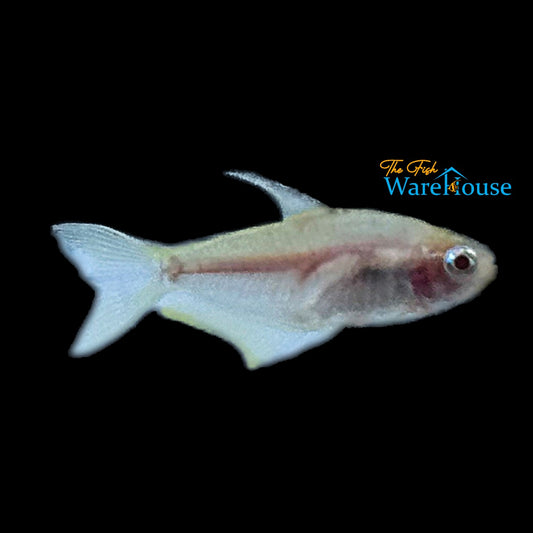 Albino Emperor Tetra (Nematobrycon palmeri albino)