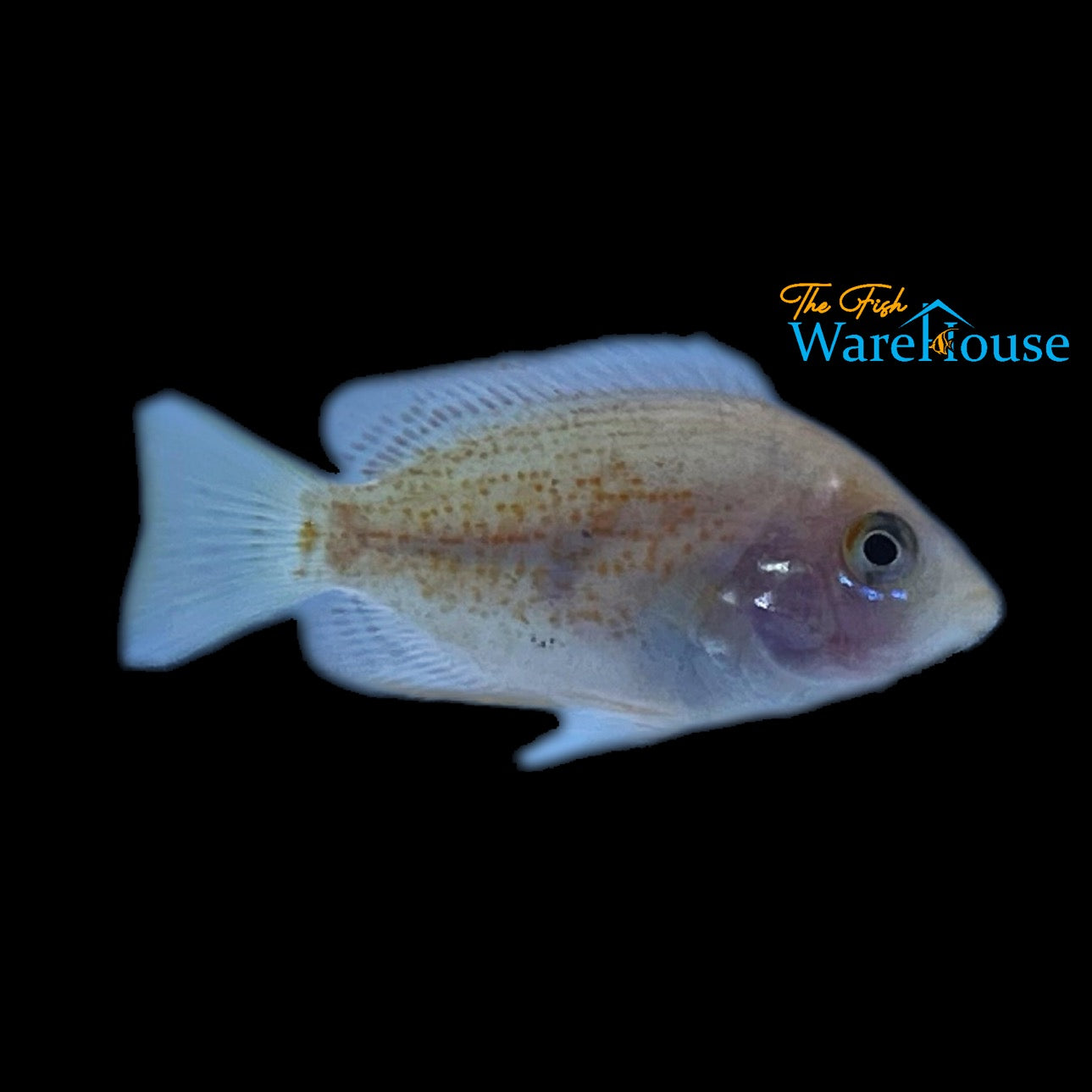 Red Chromide Cichlid (Etroplus maculatus)