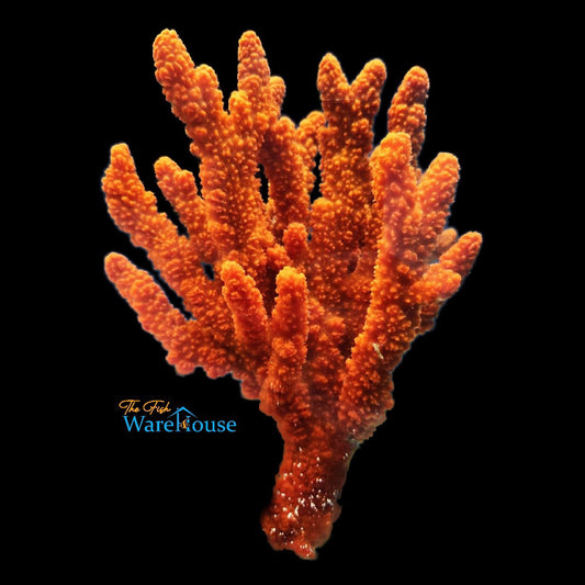 Orange Tree Sponge (Ptilocaulis sp.)