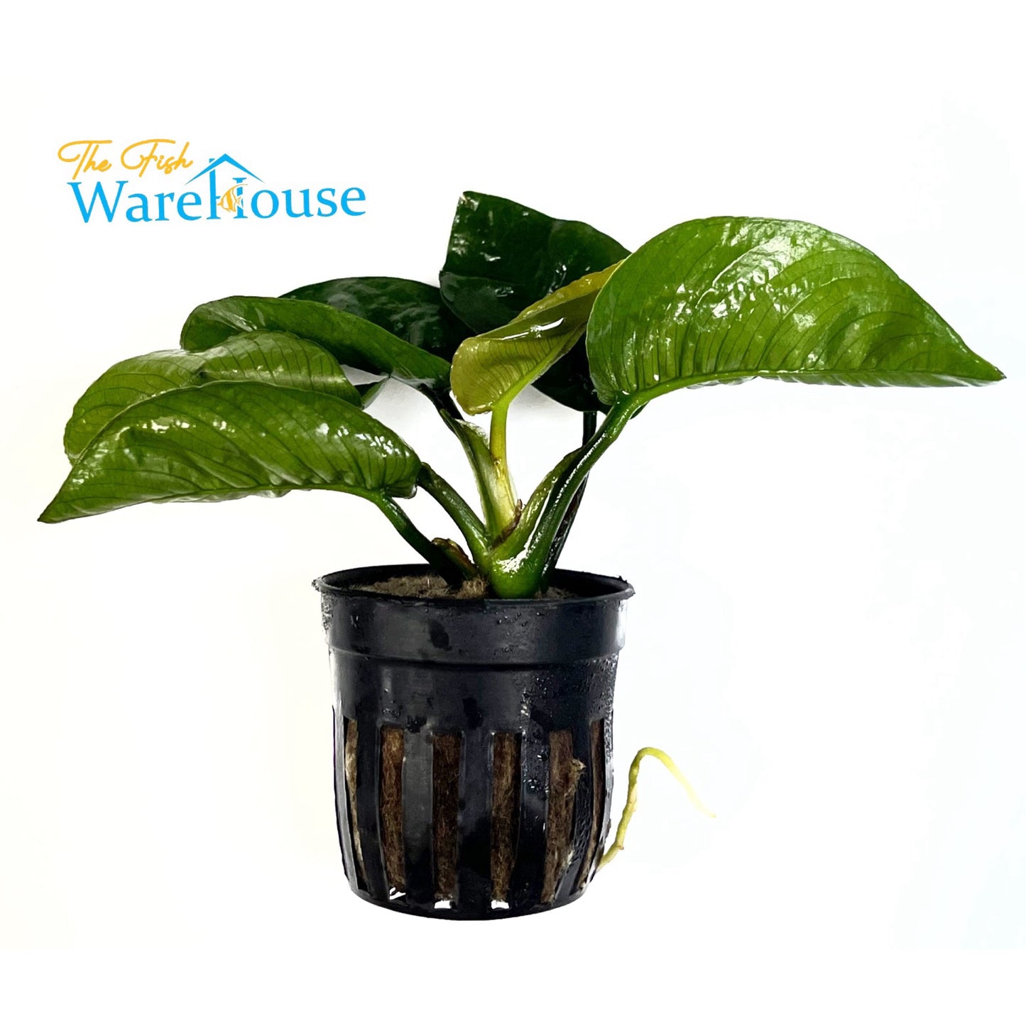 Butterfly Anubias (Anubias barteri butterfly)