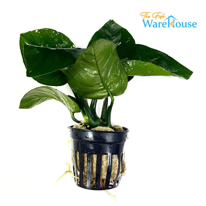 Butterfly Anubias (Anubias barteri butterfly)