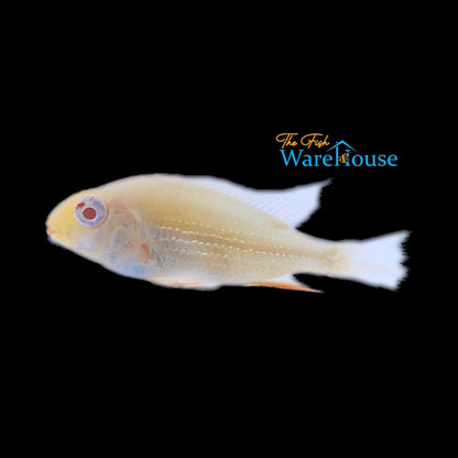 Albino Heckelii (Acarichthys heckelii albino)