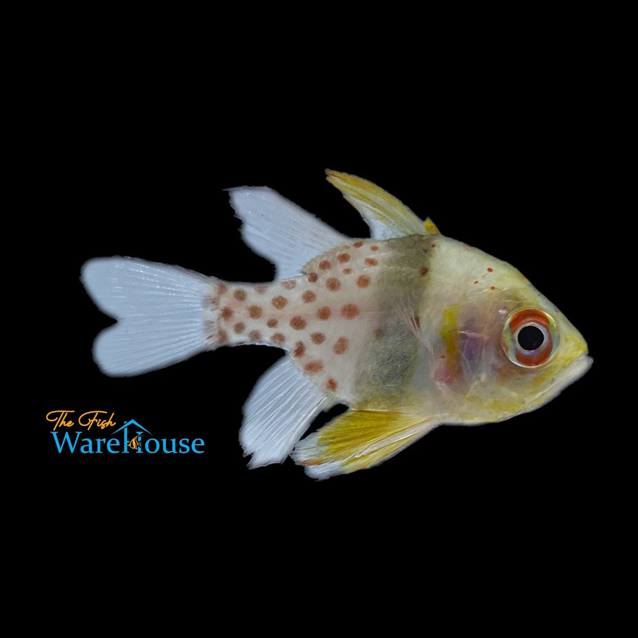 Pajama Cardinalfish (Sphaeramia nematoptera)