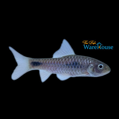 African Redfinned Barb (Enteromius camptacanthus)