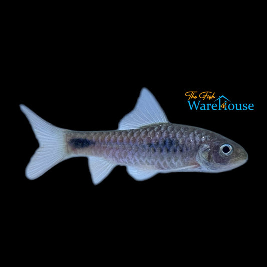 African Redfinned Barb (Enteromius camptacanthus)