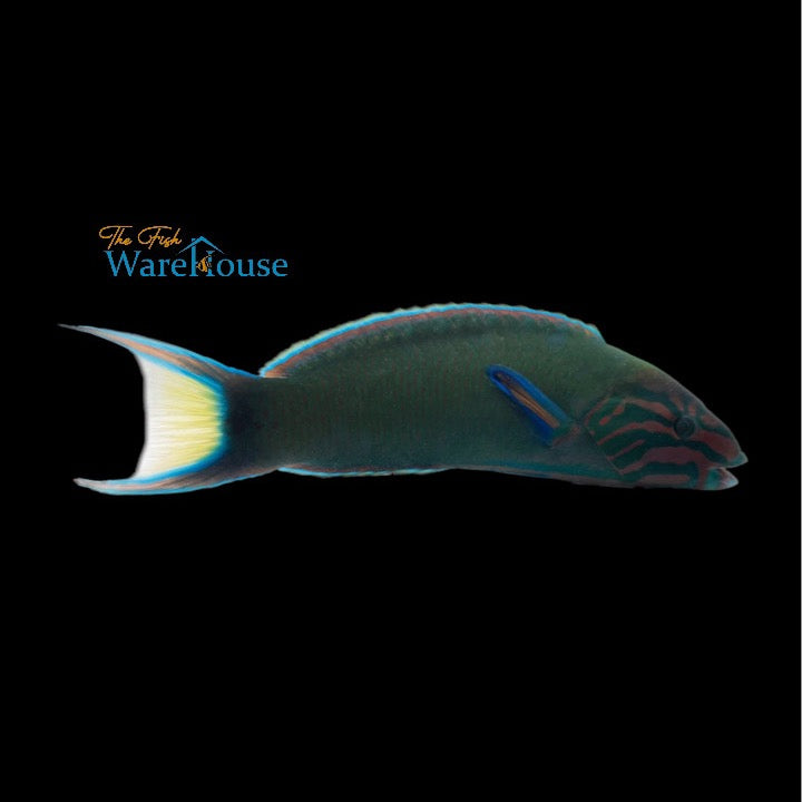 Lunare Wrasse (Thalassoma lunare)