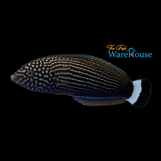 Lined Tamarin Wrasse (Anampses lineatus)