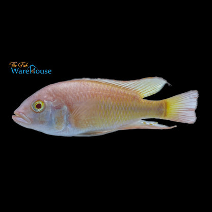 Albino Kyoga Flameback Cichlid (Xystichromis sp. flameback)