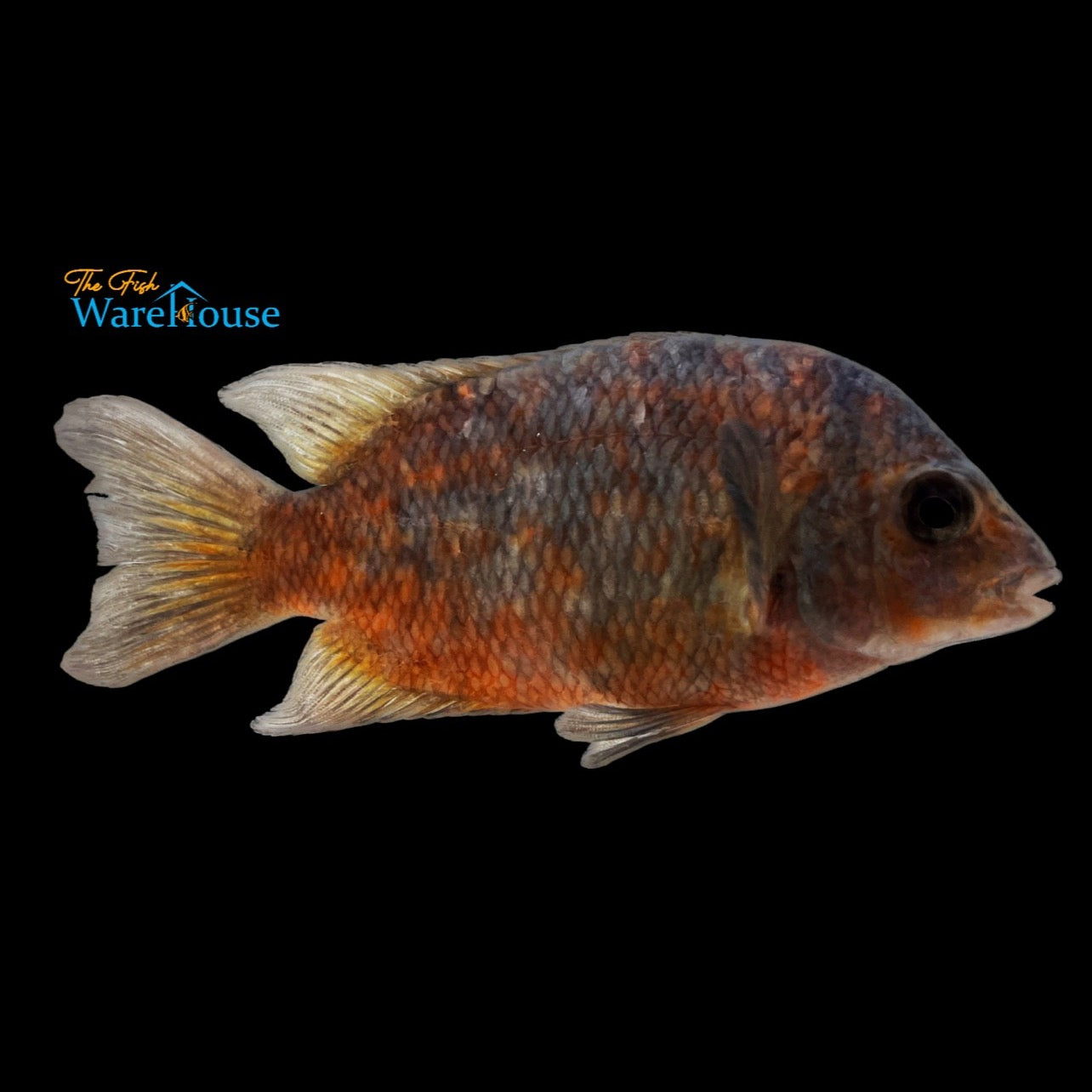 Calico Damba Cichlid (Paretroplus kieneri)