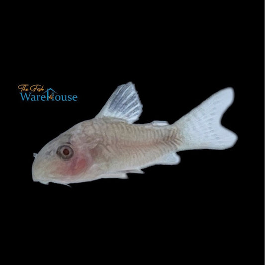 Albino Panda Cory (Corydoras panda albino)