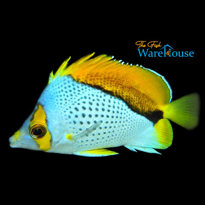 Declivis Butterflyfish (Chaetodon declivis)