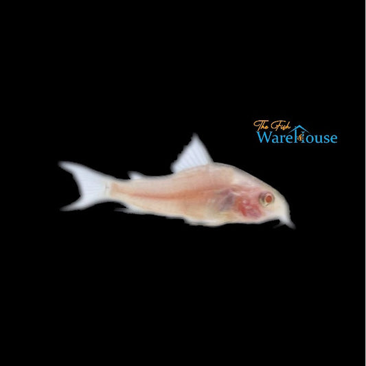 Albino Peppered Cory (Corydoras paleatus albino)