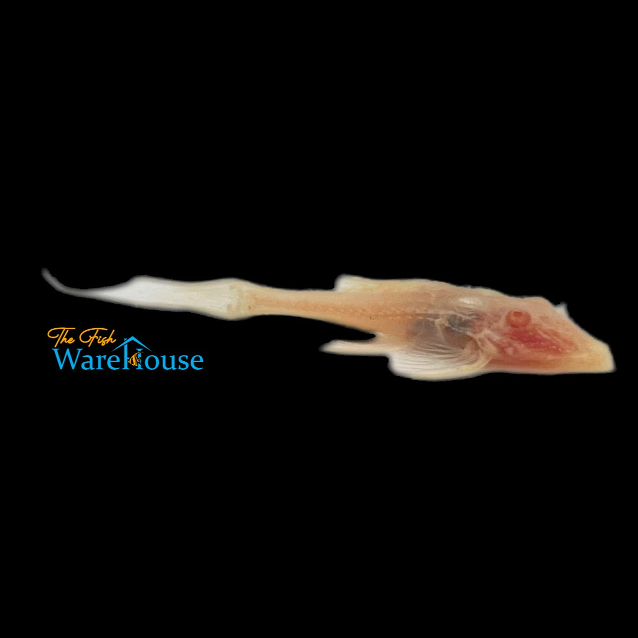 Albino Adonis Pleco L155 (Acanthicus adonis)