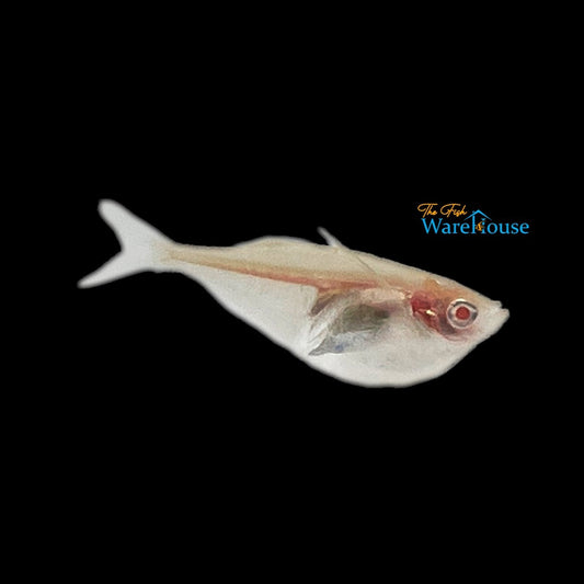 Albino Platinum Hatchetfish (Thoracocharax stellatus albino)