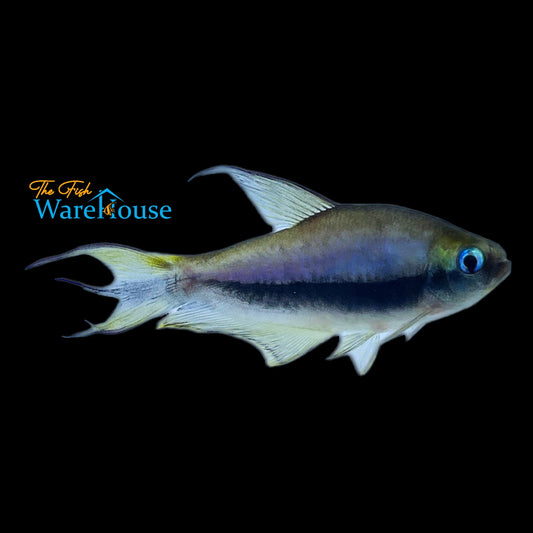 Emperor Tetra (Nematobrycon palmeri)