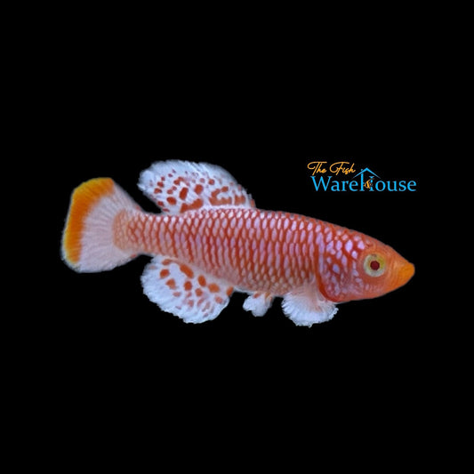 Albino Rachovii Killifish (Nothobranchius rachovii albino)