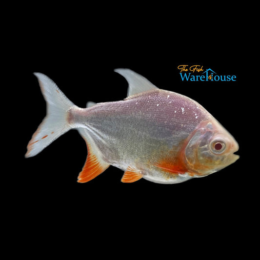 Albino Red Belly Pacu (Piaractus brachypomum)