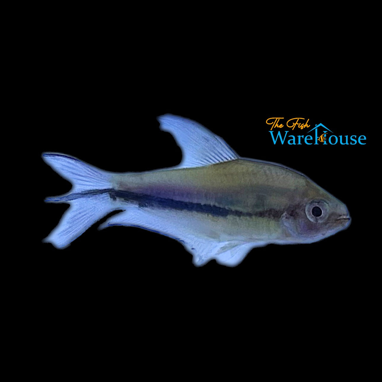 Rainbow Emperor Tetra (Nematobrycon lacortei)