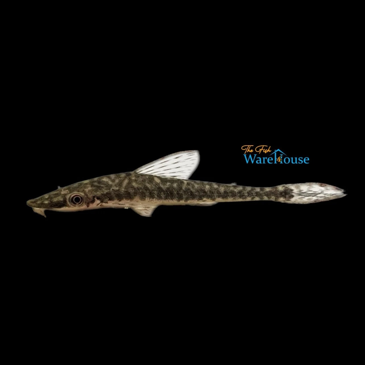 Spotted Giant Otocinclus (Oxyropsis wrightiana)