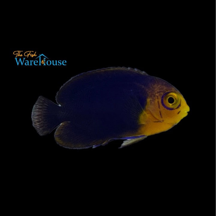 Pygmy 'Cherub' Angelfish (Centropyge argi)