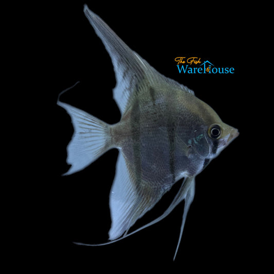 Honey Angelfish 'Rio Momon' (Pterophyllum scalare 'Rio Momon')