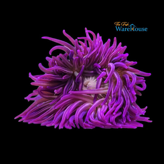 Purple Striped Long Tentacle Anemone (Macrodactyla doreensis)