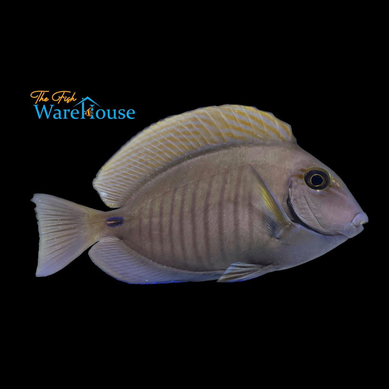 Doctor Tang (Acanthurus chirurgus)