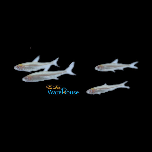 Albino Rummynose Tetra (Hemigrammus bleheri var.)