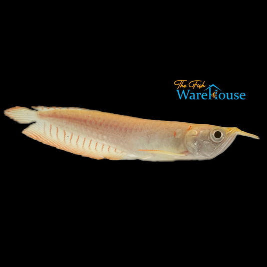 Albino Silver Arowana (Osteoglossum bicirrhosum albino)