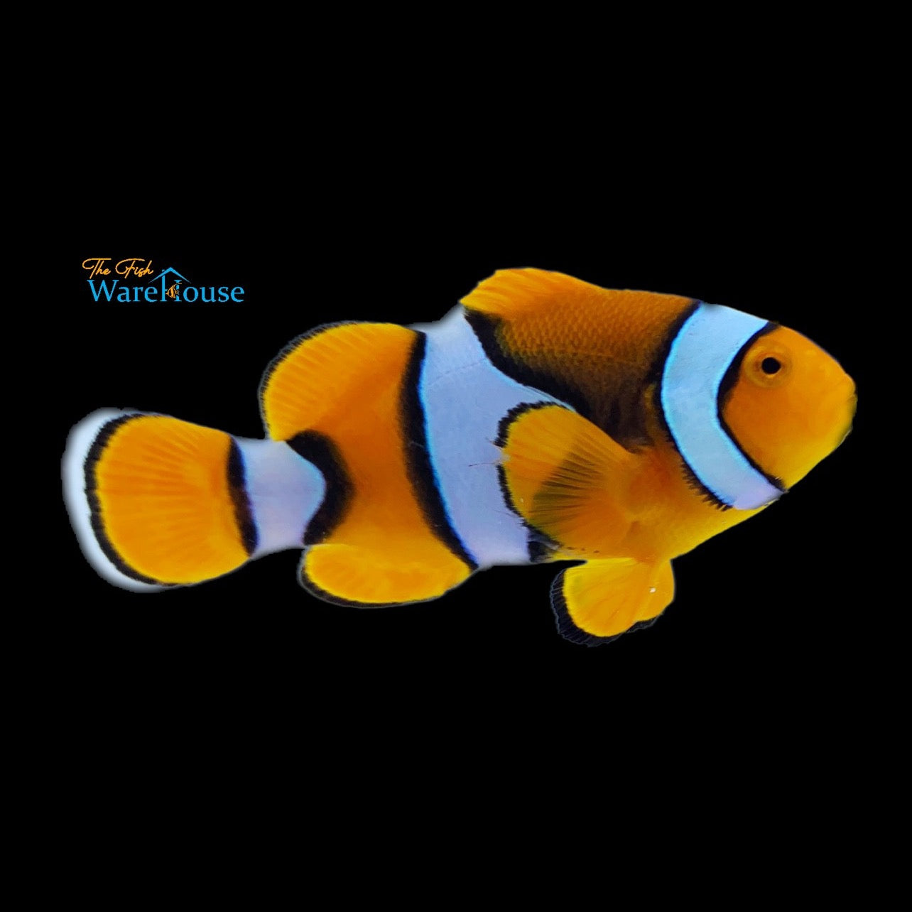 True Percula Clownfish - Captive Bred (Amphiprion percula)