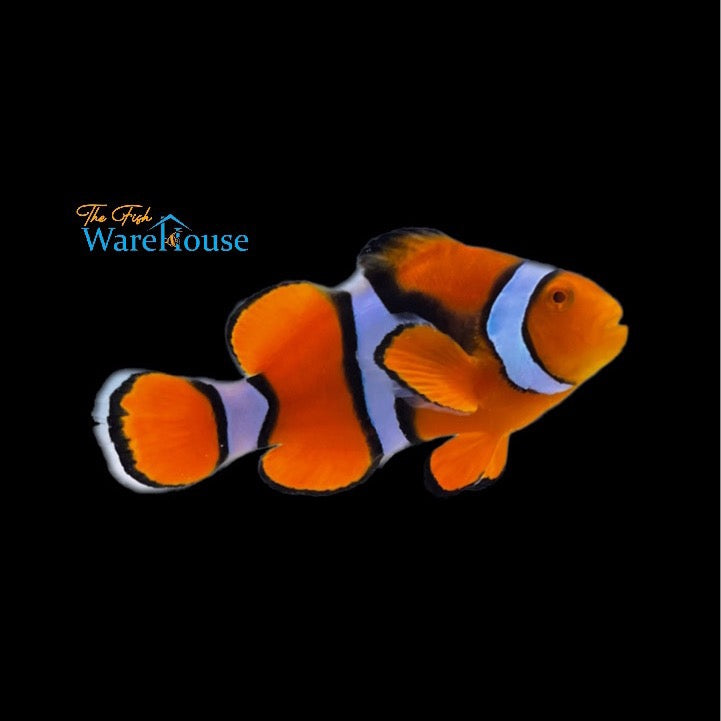 True Percula Clownfish - Wild (Amphiprion percula)