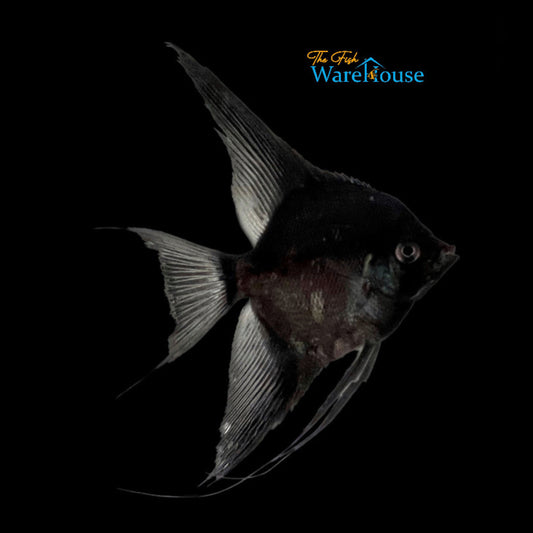 Double Black Angelfish (Pterophyllum scalare)