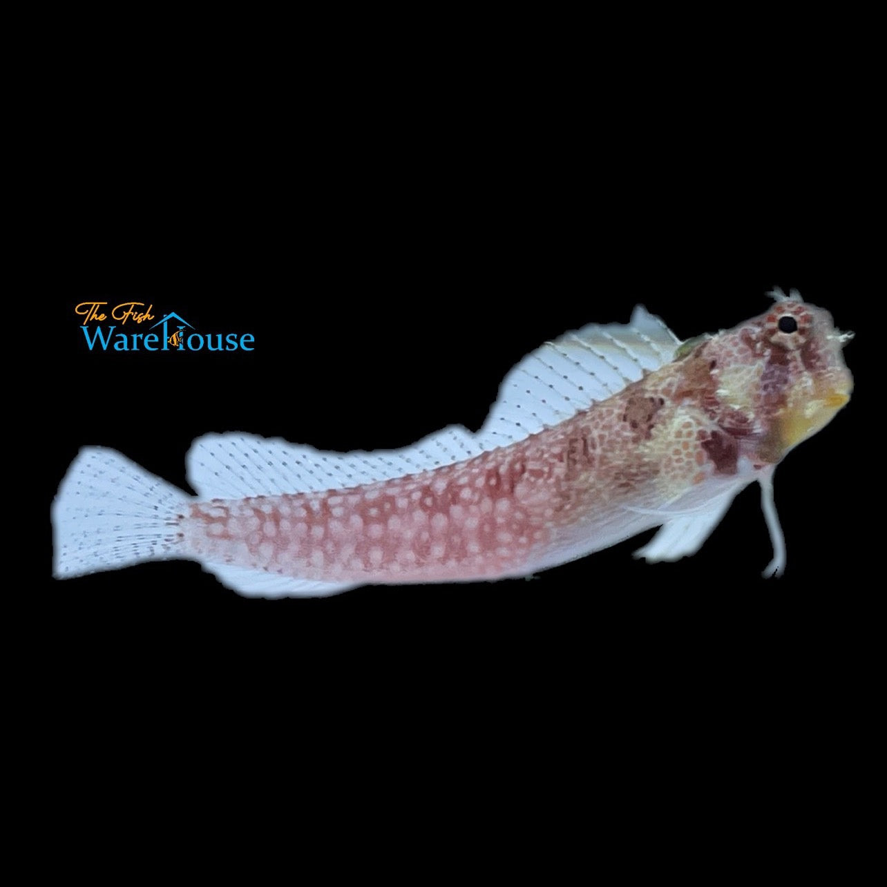 Triple Spot Blenny (Crossosalarias macrospilus)