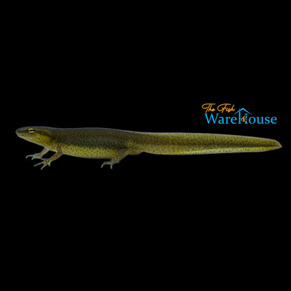 Red Spotted Newt (Notophthalmus viridescens)