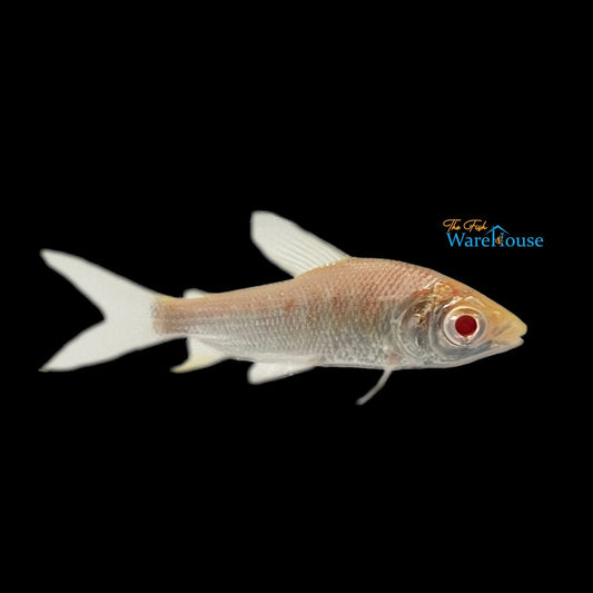 Albino Streaked Prochilodus (Prochilodus lineatus)