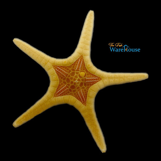 Double Tile Starfish (Iconaster longimanus)