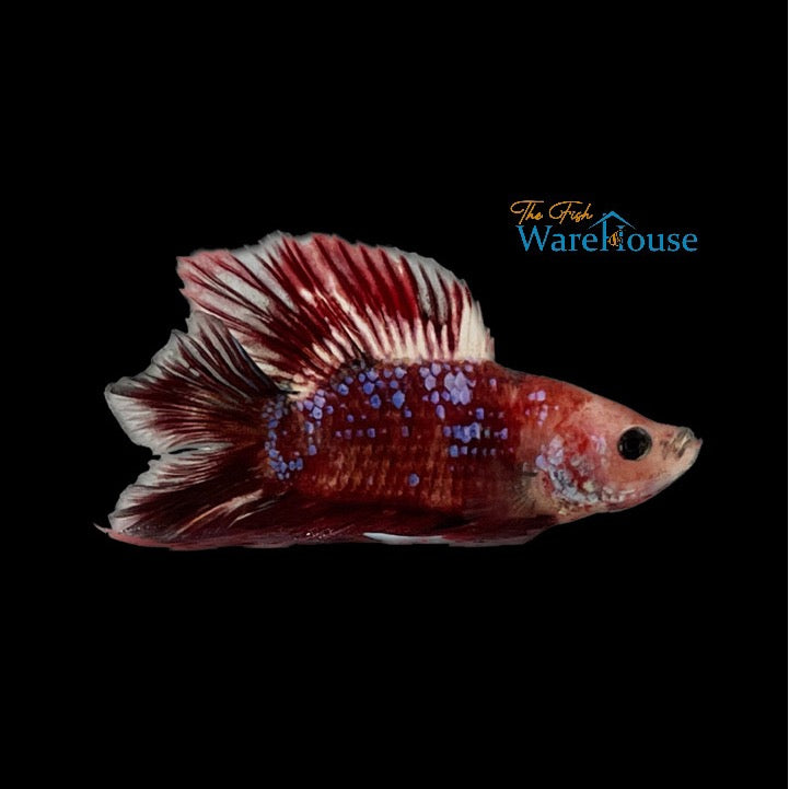 Doubletail Koi Plakat Betta - Male (Betta splendens)