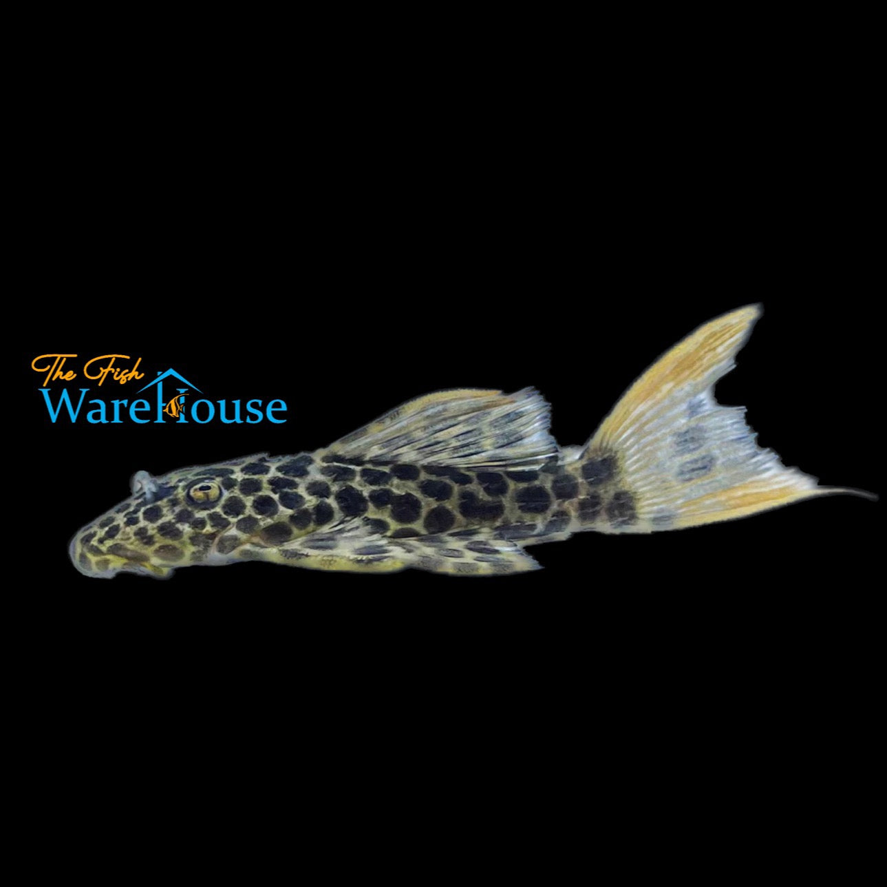 Demini Leopard Cactus Pleco L114 (Pseudacanthicus cf. leopardus L114)