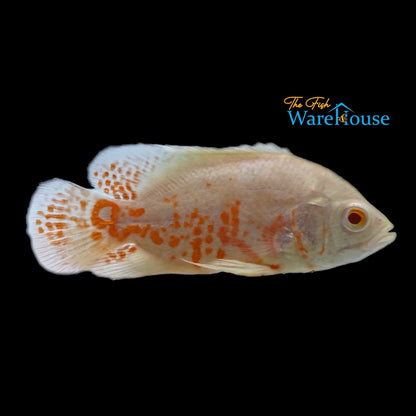 Albino Tiger Oscar (Astronotus ocellatus)