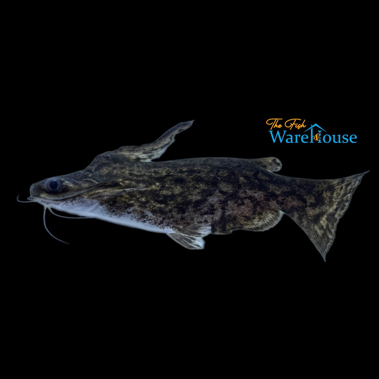 Fisher's Wood Catfish (Trachelyopterus fisheri)