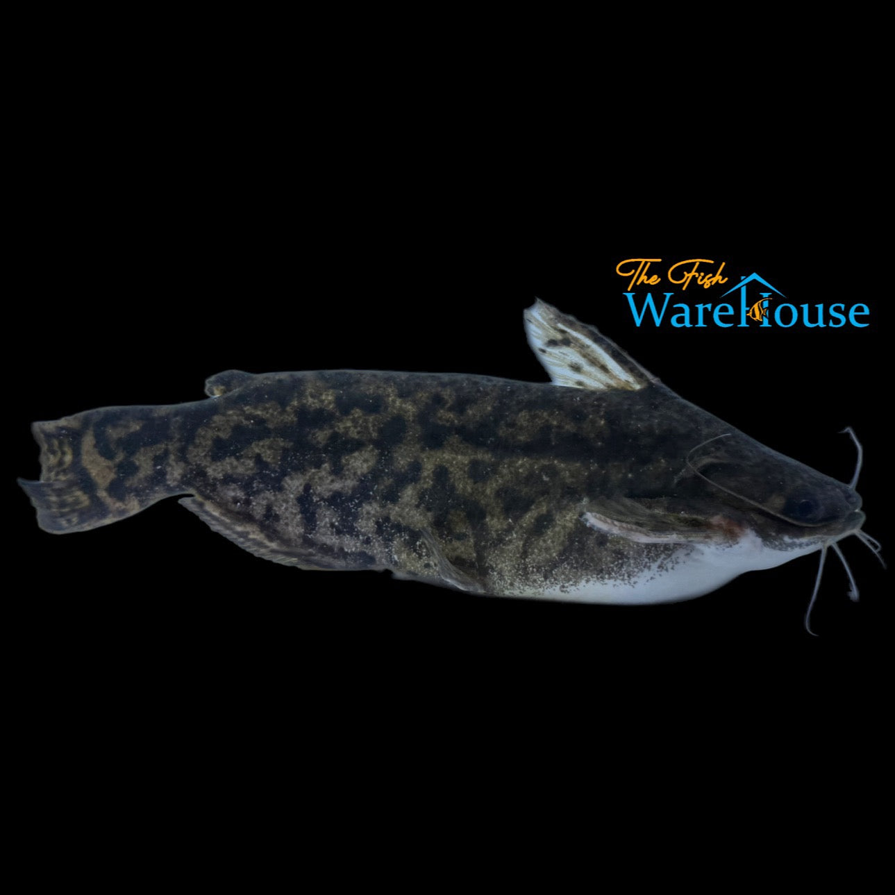 Fisher's Wood Catfish (Trachelyopterus fisheri)