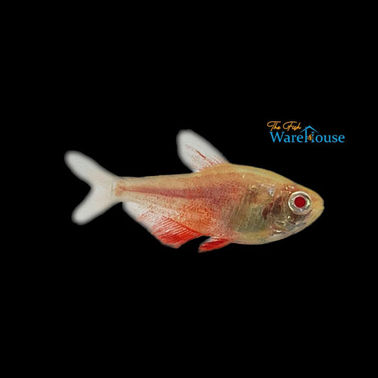 Albino White Fin Flame Tetra (Hyphessobrycon flammeus 'White Fin' albino)